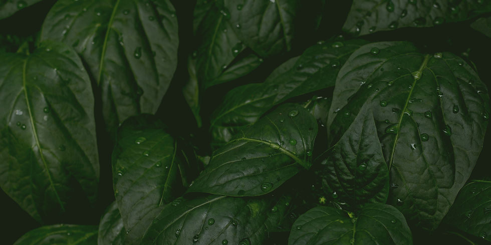 SWSS.banner (14).jpg