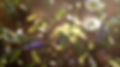 Keraplant Nature - fona video_Moment.jpg