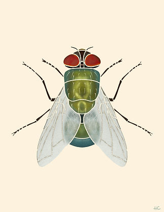 Luciliasericata_blowfly.jpg