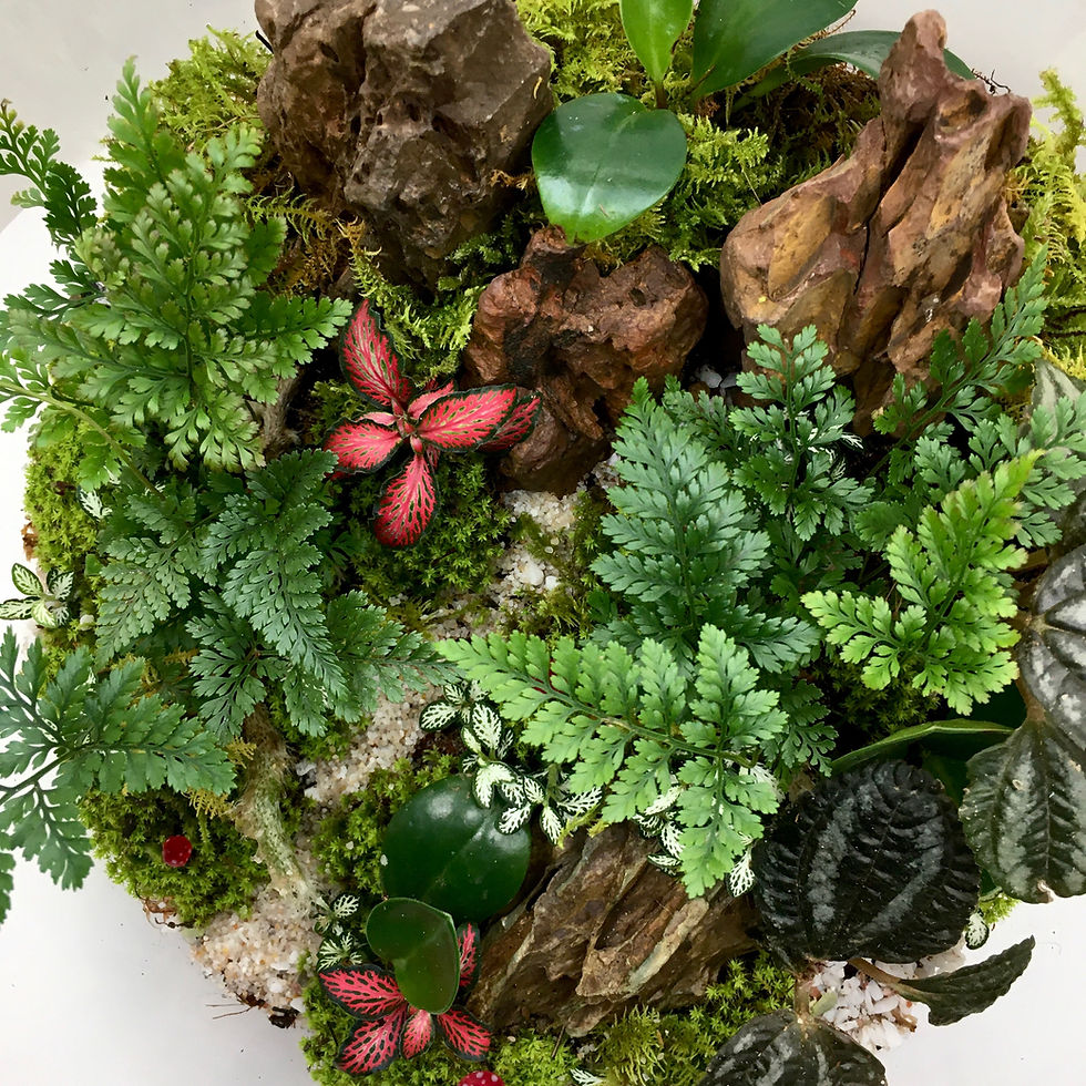 Thumbnail: 'Rainforest' - Large/XL