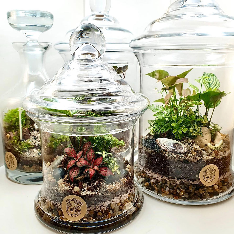 Thumbnail: Apothecary Jar Terrarium