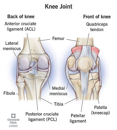 24777-knee-joint.jpg