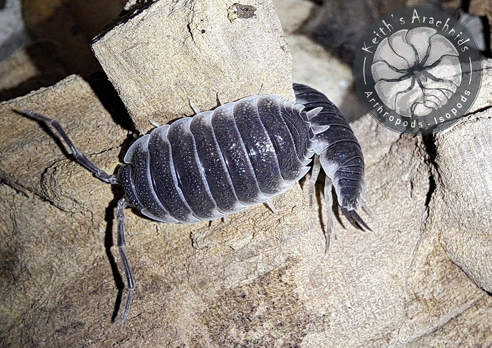 Thumbnail: Porcellio sp. hoffmanseggi 'Classic'