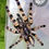 Thumbnail: Poecilotheria tigrinawesseli