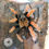 Thumbnail: Brachypelma boehmei