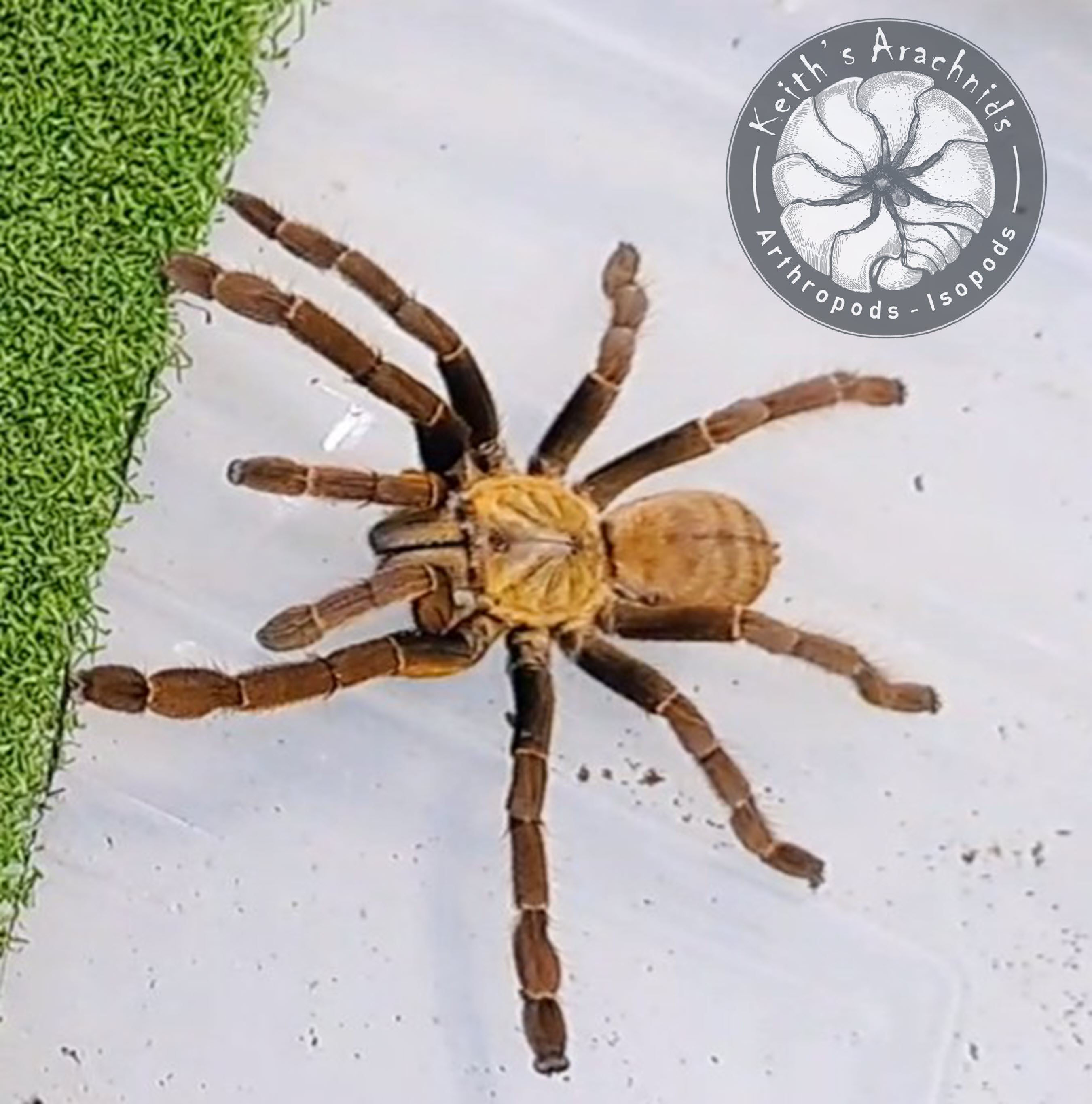 Cyriopagopus schmidti 'Phong Nha-Ke Bang'