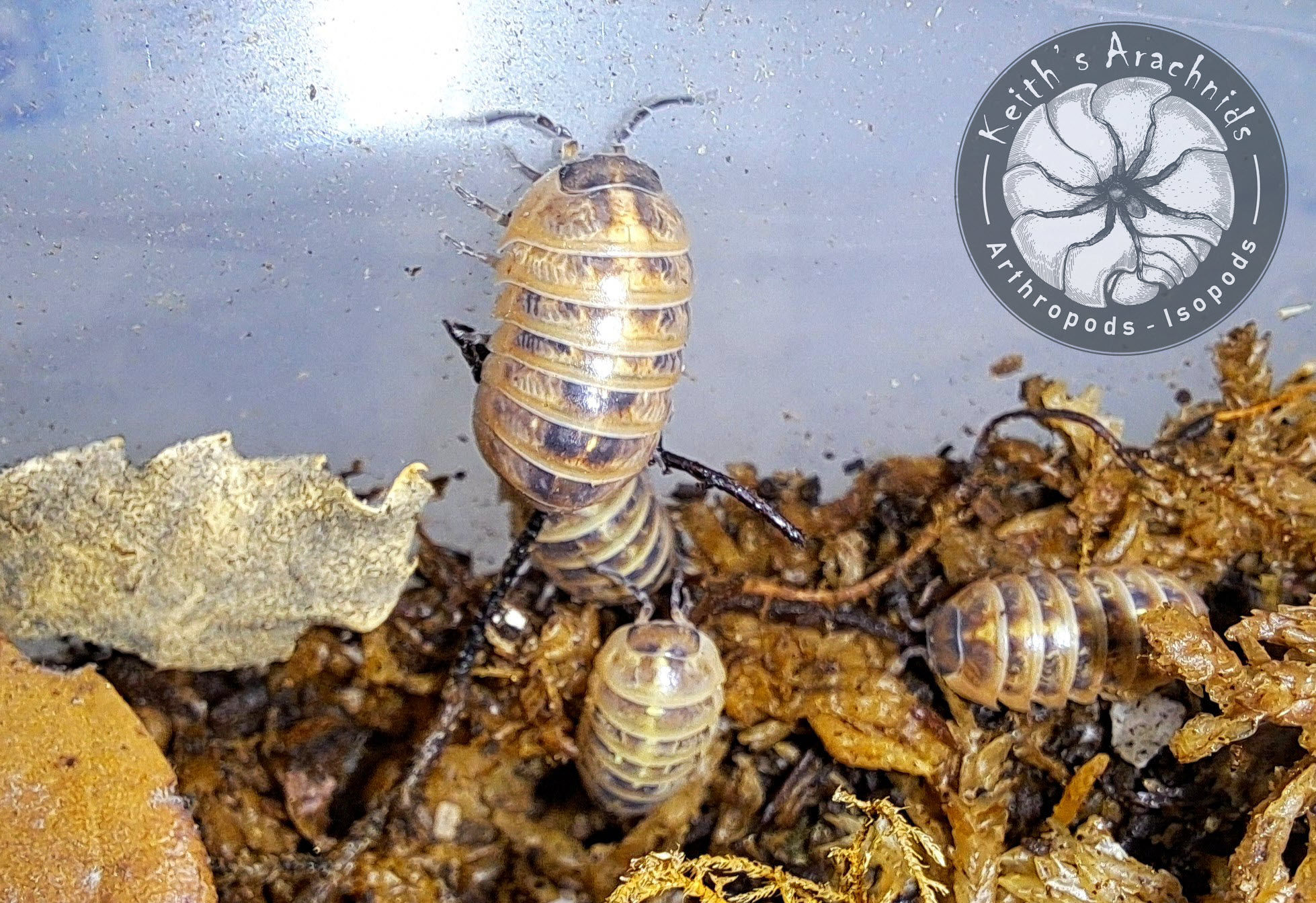 Armadillidium vulgare 'Punta Cana'
