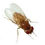 Thumbnail: Fruit Flies (Drosophila hyde)