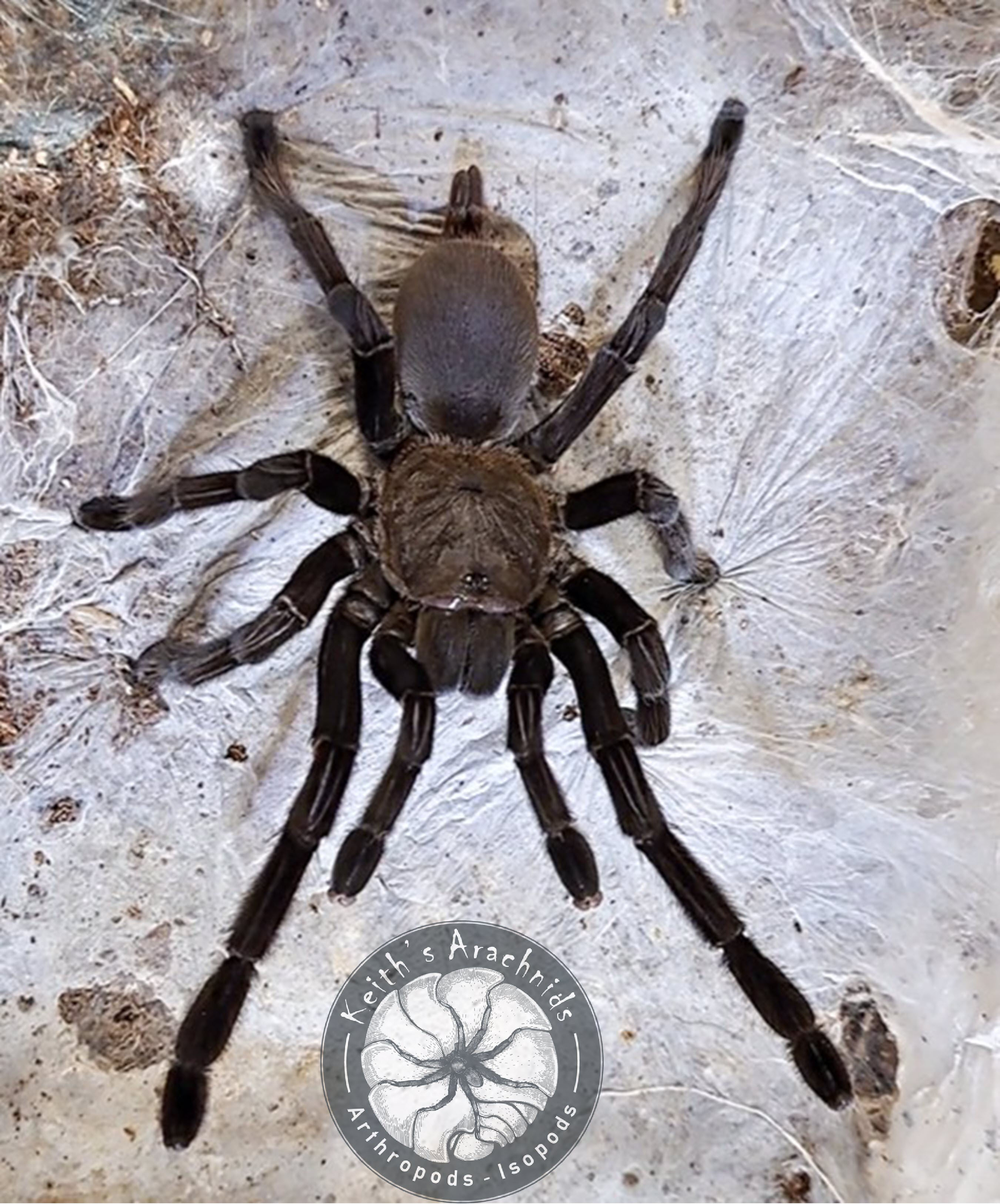 Chilobrachys sp. ‘Kaeng Krachan’
