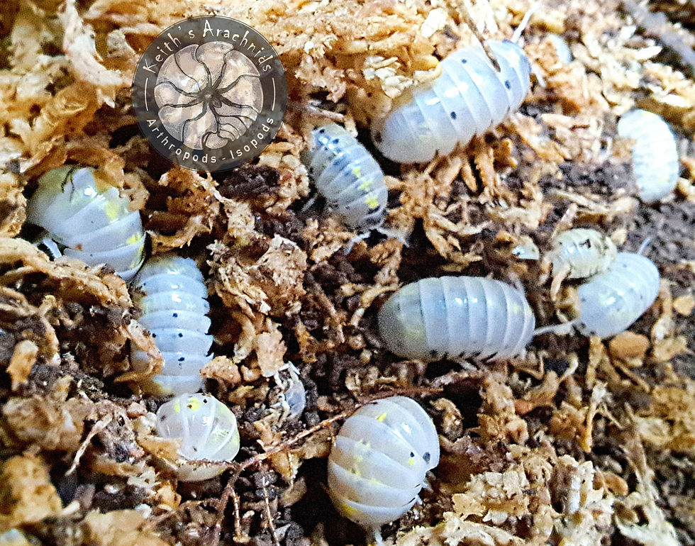 Thumbnail: Armadillidium vulgare 'Magic Potion' (Japanese)