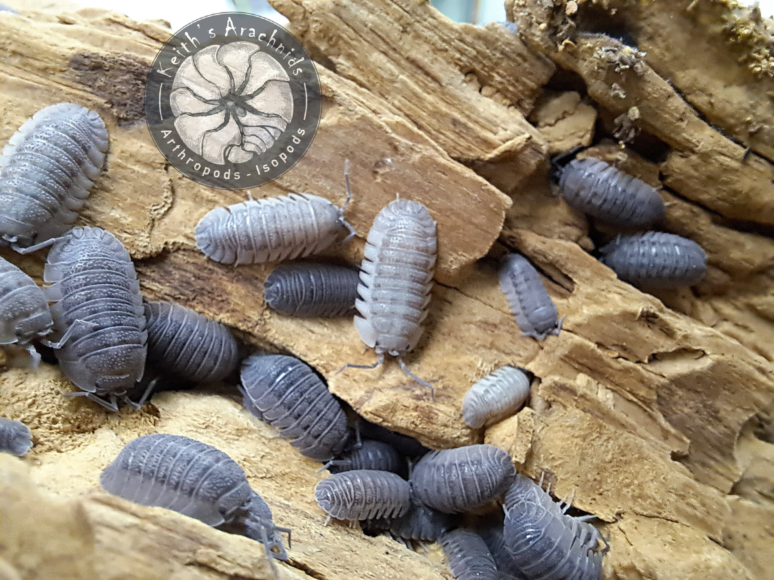 Armadillidium omblae 'Sandstone'