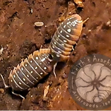 pillbugs, sowbugs, roly polies, woodlouse, terrestial crustaceans, herbivores, scavengers, omnivores