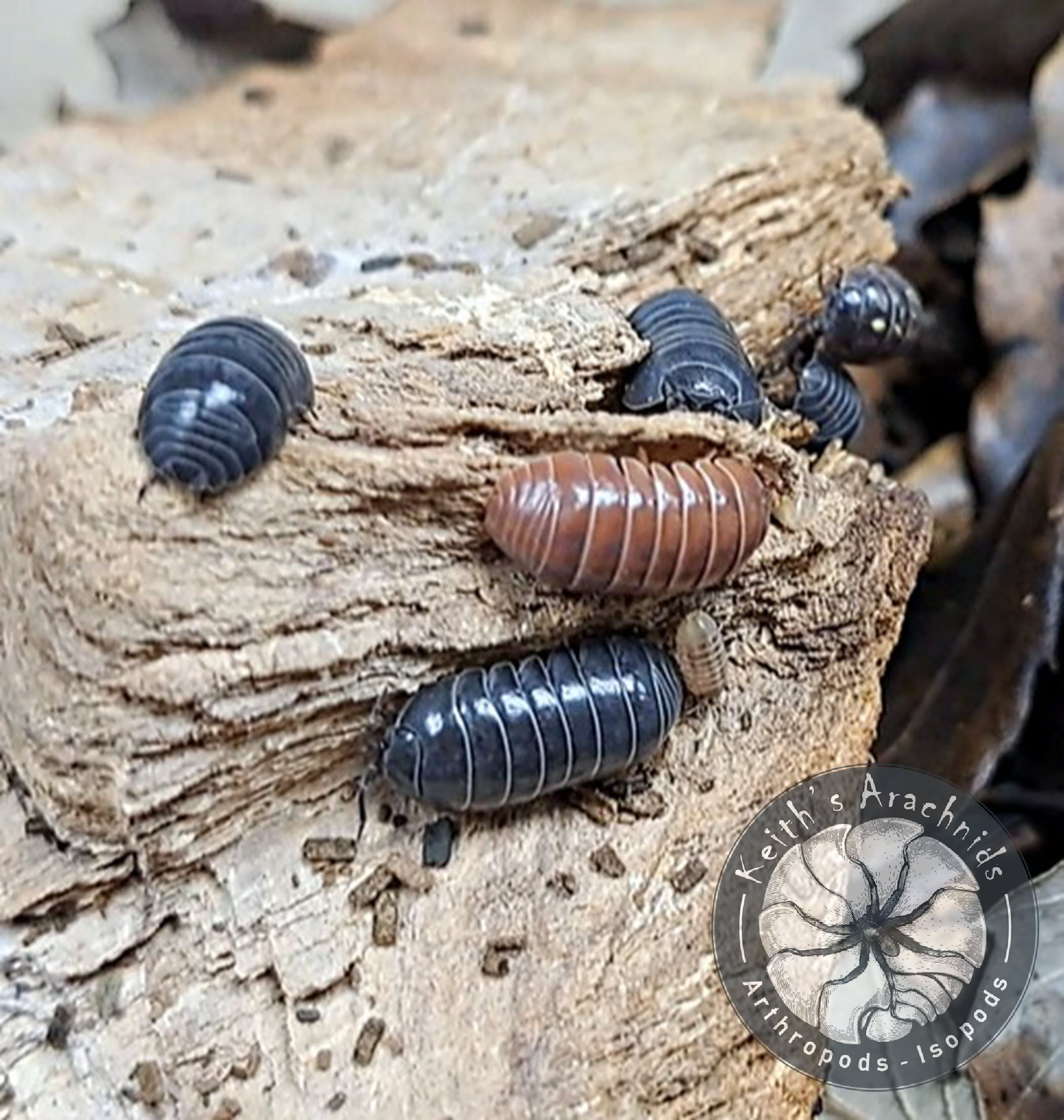 Armadillidium vulgare 'St Lucia'