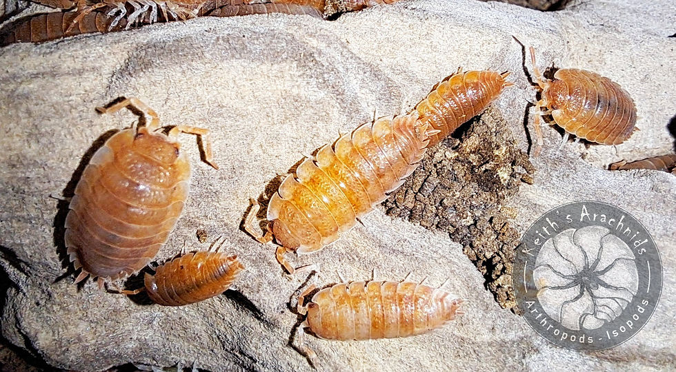 Thumbnail: Porcellio scaber ’Orange Koi’