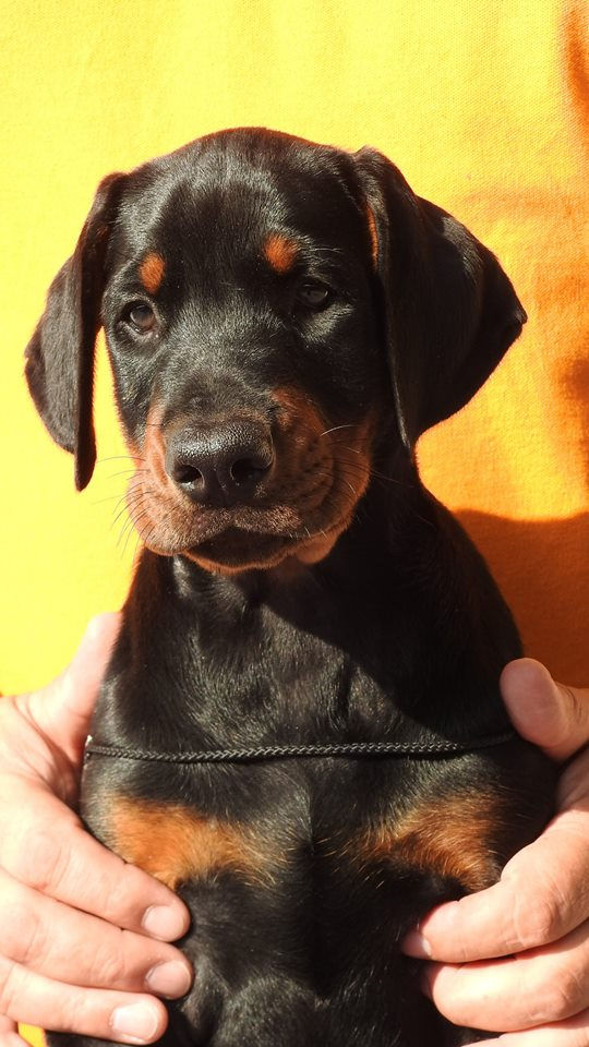 Spock5