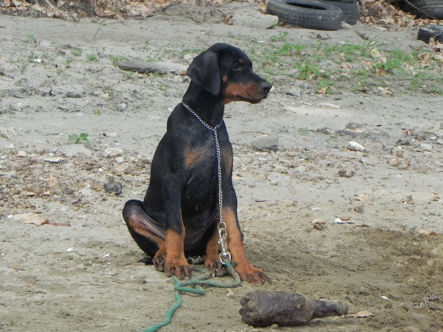 daeneri12 weeks.jpg