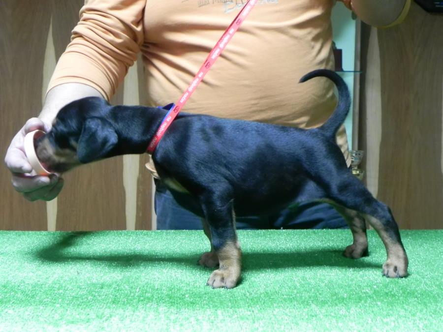 Rocky 4.5 weeks old male