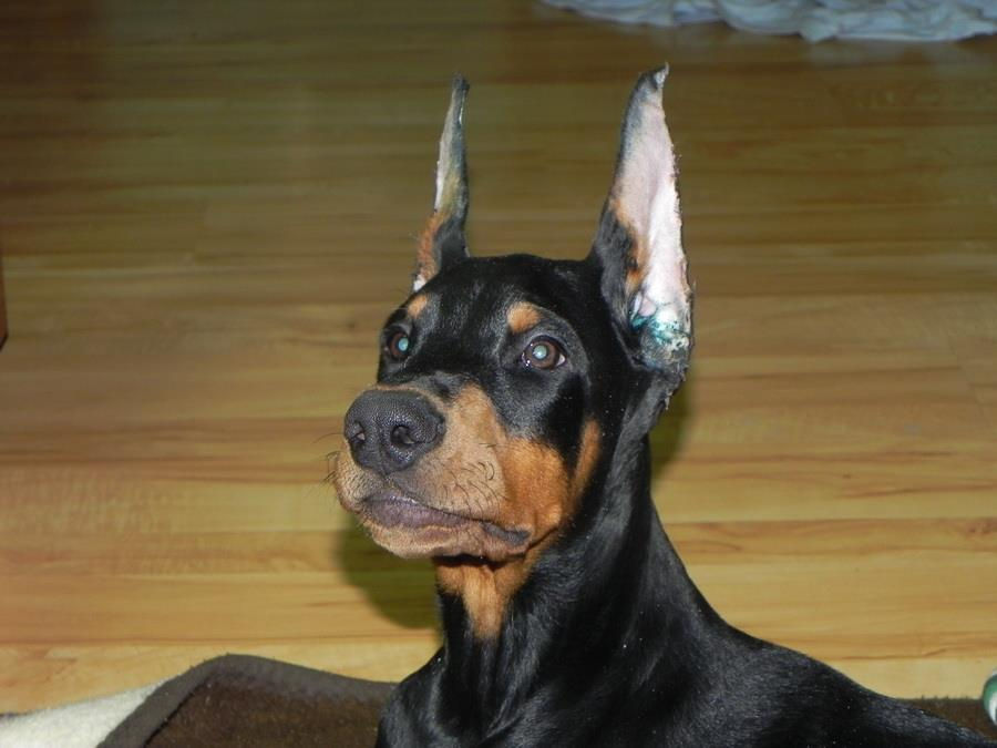 Rocky 12 weeks old male