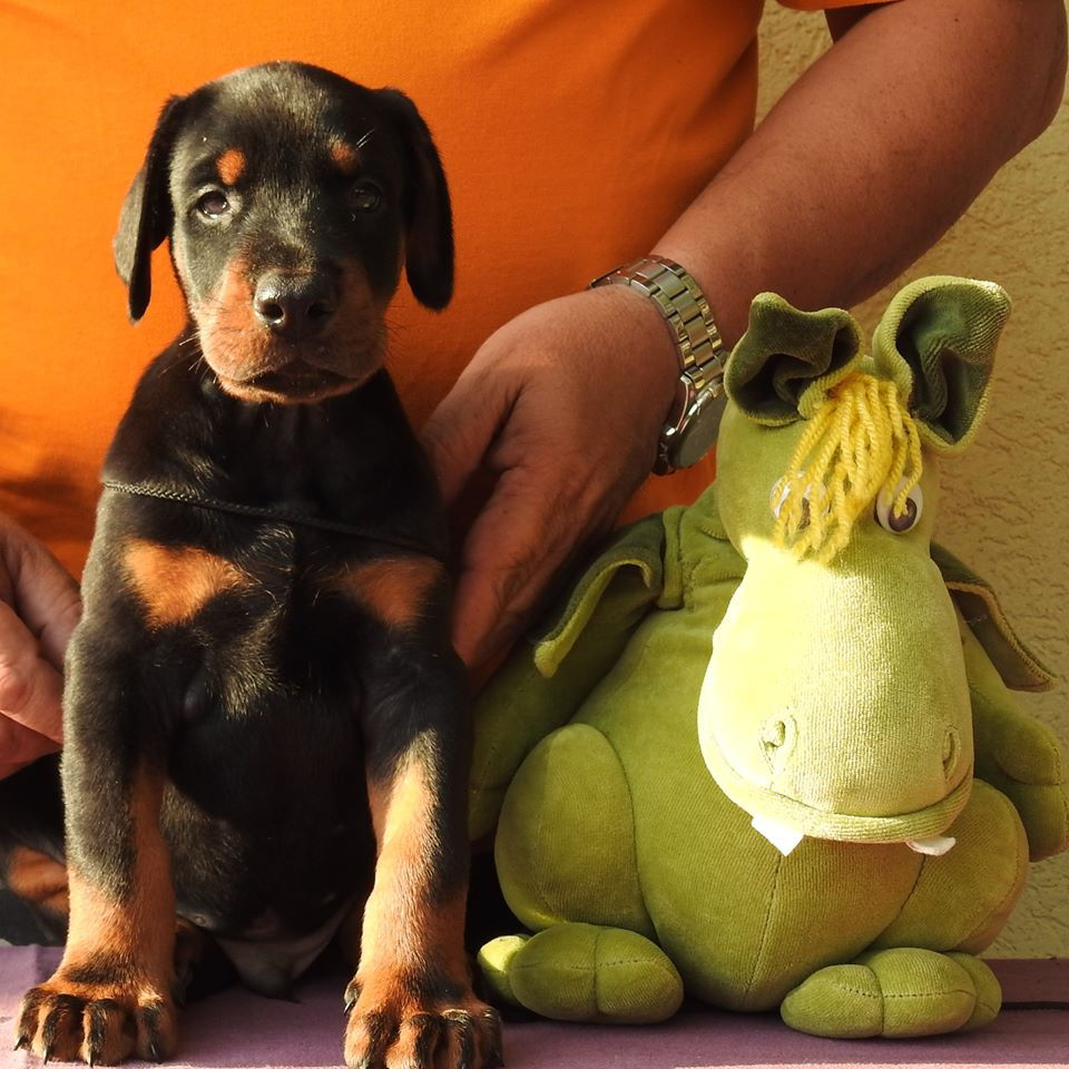 Spock1