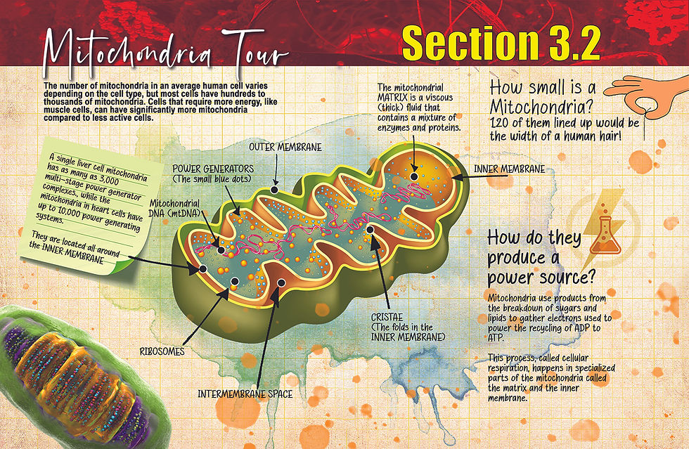 Thumbnail: Page featuring Mitochondria