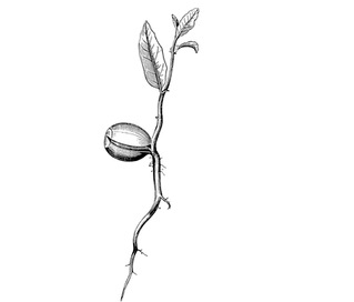 J4Yasmeen (3)_edited.png