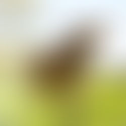 MOOOVE OVER TO THE NEW THICKSHAKE MIX WITH JERSEY DAIRY GOODNESS