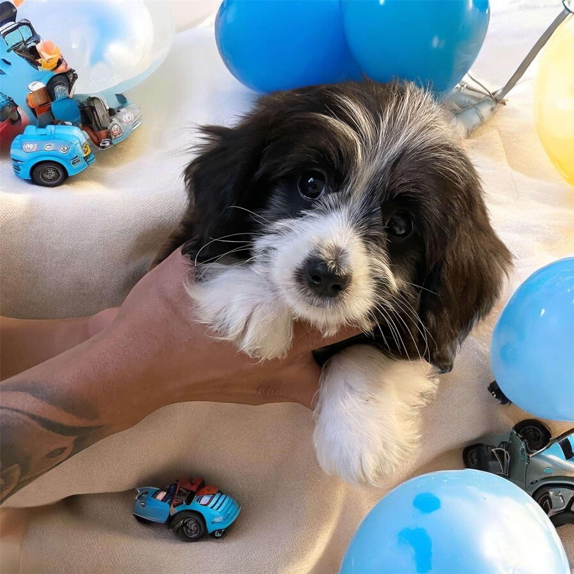Teacup Moxie 💙 