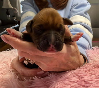 classic fawn female pink collar.jpg