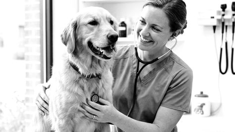 Veterinary Business Loans: What Are They and How Do You Qualify?