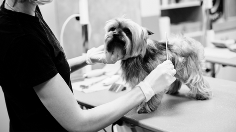 17 Top Pet Care Franchise Opportunities