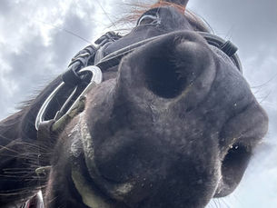 Thriving in Equine Veterinary Practices: The power of positive communication