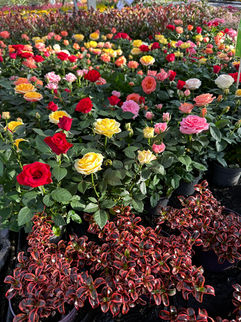 Mini rosiers et Coprosmas