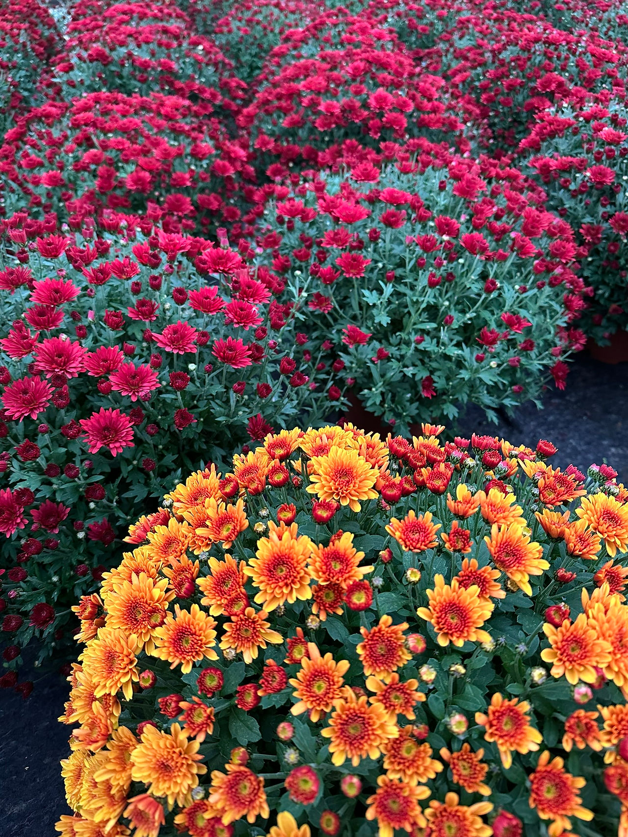 Chrysanthèmes en fleurs