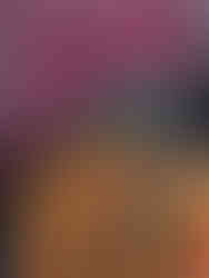 Chrysanthèmes en fleurs