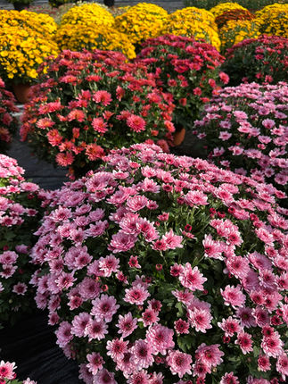 Chrysanthèmes en fleurs