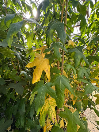 Liquidambar styraciflua golden sun