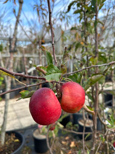 Pommier