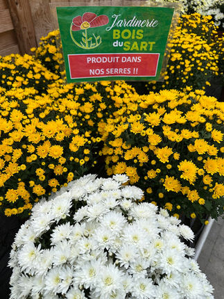Chrysanthèmes en fleurs