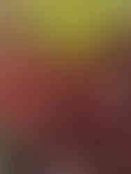 Cornus alba sibirica