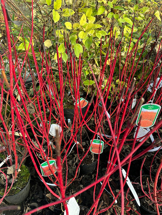 Cornus alba sibirica