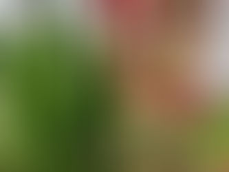 🍂Nouvel arrivage d'arbres/arbustes dans votre pépinière !! 🍂