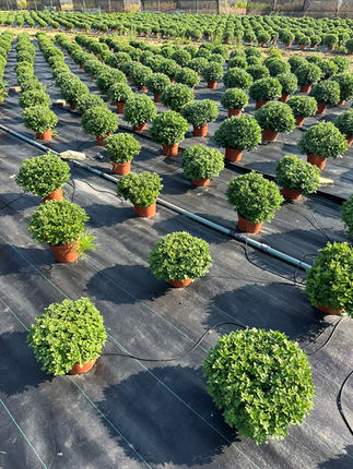 Notre champs de chrysanthèmes