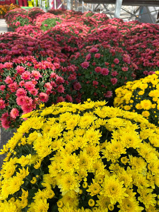 Chrysanthèmes en fleurs