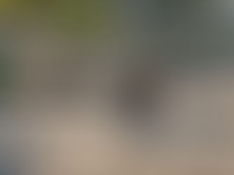 Africa Part V: Two Leopards, Ten Wild Cats, and One Universal Language