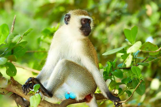 This is the type of monkey that stole Alex's sandwich. Guess how we knew it was this kind. Hint - it wasn't the color of his ears.