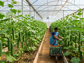 Best Crops for Polyhouse in India (2026)