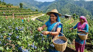 Blueberry Farming in India: Varieties, Cost & Profit Per Acre