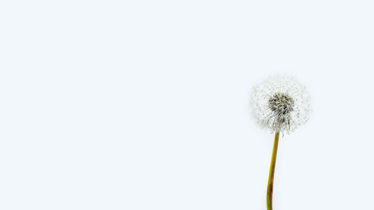 Single dandelion with seeds. Seeds represent interconnected ideas. When viewed as a whole, the seeds reveal patterns and insights (the dandelion).  