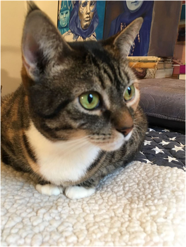Cleo, the cat