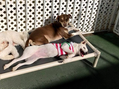 Dog Daycare Done Right: Choosing a Pet Hotel in Canoga Park